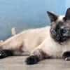 Verschmuste Siam-Mix-Katzen Magic&Lesly