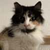 Megara sucht dringend ein Zuhause