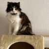 Megara sucht dringend ein Zuhause