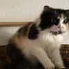 Megara sucht dringend ein Zuhause