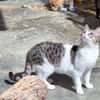 Freundliche, sanfte Katze Praga