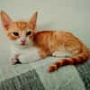 Lieber, junger Kater Pelayo