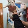 Zutraulicher, junger Kater Mc Eyes