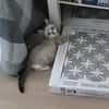 Zutraulicher, junger Kater Mc Eyes