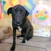 BLACKY ist ruhig und sehr sensibel ♥