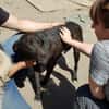 BLACKY ist ruhig und sehr sensibel ♥