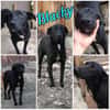 BLACKY ist ruhig und sehr sensibel ♥
