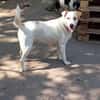 Lucy`s Besitzer sind leider verstorben