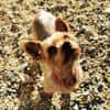 Trixie su. Gnadenbrotplatz