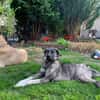 Lebensfrohe Lucy