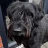 Riesenschnauzer Levi (geb.08/2021)