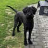 Riesenschnauzer Levi (geb.08/2021)