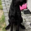 Riesenschnauzer Levi (geb.08/2021)