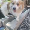 Schmusebacke Toto sucht Endstelle