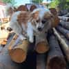 Schmusebacke Toto sucht Endstelle