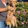 Bolota, Mix Dackel / Spaniel, schüchtern