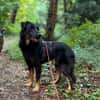 NORI -Lieber, zarter & passiver Rüde-