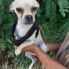 Chihuahuamix-Rüde, 2 Jahre