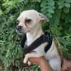 Chihuahuamix-Rüde, 2 Jahre