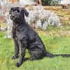Laika, Riesenschnauzer (geb. 02/2017)