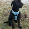 Laika, Riesenschnauzer (geb. 02/2017)
