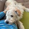 Lucky💗wartet in 78247 Schlatt am Randen