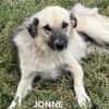 JONNE - Power auf 4 Pfoten