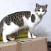 Verspielter Superschmuser - LUDWIG -