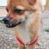 Der kleine Muck sucht seine Familie