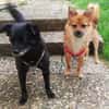Der kleine Muck sucht seine Familie
