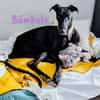 Bámbola lebensfrohe Galga 02/23 DE