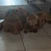 💕Kiwi💕sucht ihre Menschen💕