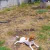 ARIEL   liebenswert & sonnig
