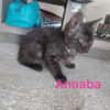 ANNABA