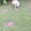 Poupi petite chihuahua câline