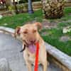 AVION  (Union animal)