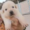 CHEESECAKE (union animal)