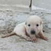 CHEESECAKE (union animal)