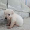 CHEESECAKE (union animal)
