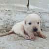 CHEESECAKE (union animal)