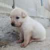 CHEESECAKE (union animal)