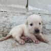 CHEESECAKE (union animal)