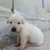 CHEESECAKE (union animal)