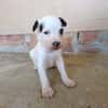 EDWARD (union animal)