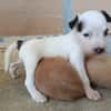 EDWARD (union animal)
