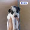 ERIK (union animal)