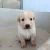 GALLETA (union animal)
