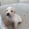 GALLETA (union animal)