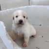 GALLETA (union animal)