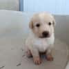 GALLETA (union animal)